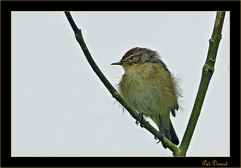 Common Chiffchaff