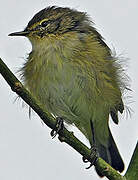 Common Chiffchaff