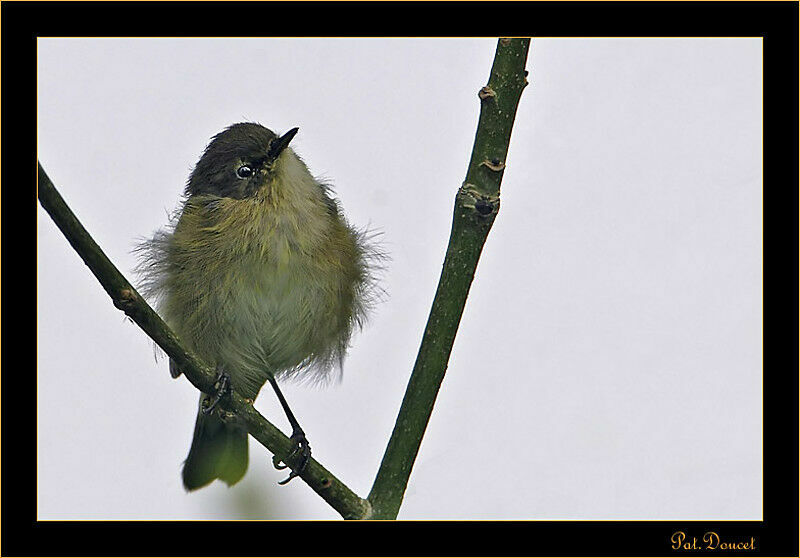 Common Chiffchaff