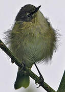 Common Chiffchaff