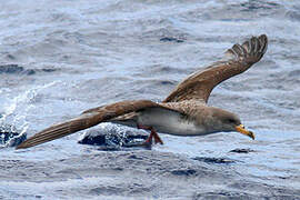 Cory's Shearwater