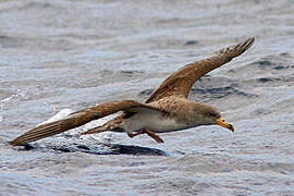 Cory's Shearwater