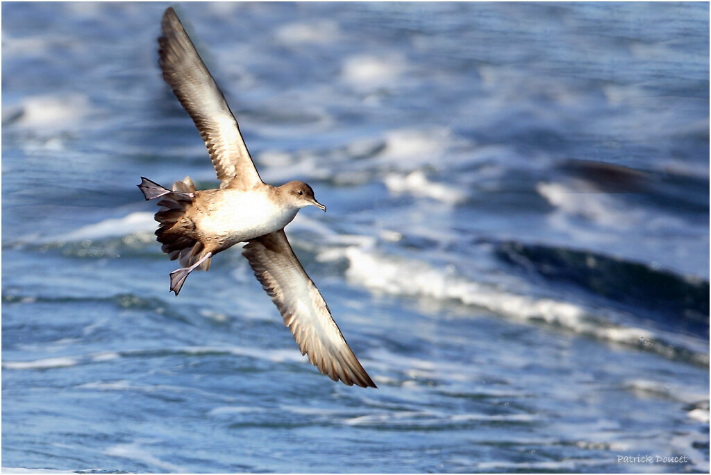 Balearic Shearwater