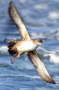 Balearic Shearwater