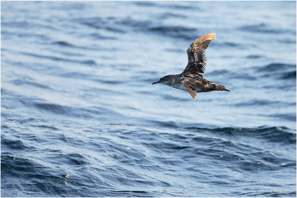 Balearic Shearwater