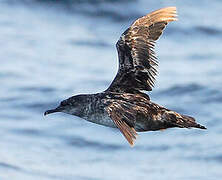 Balearic Shearwater