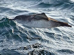 Balearic Shearwater