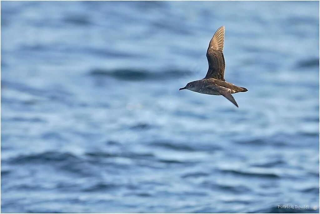 Balearic Shearwater