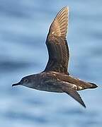 Balearic Shearwater