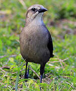 Carib Grackle