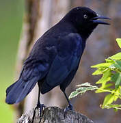 Carib Grackle