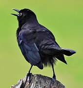 Carib Grackle