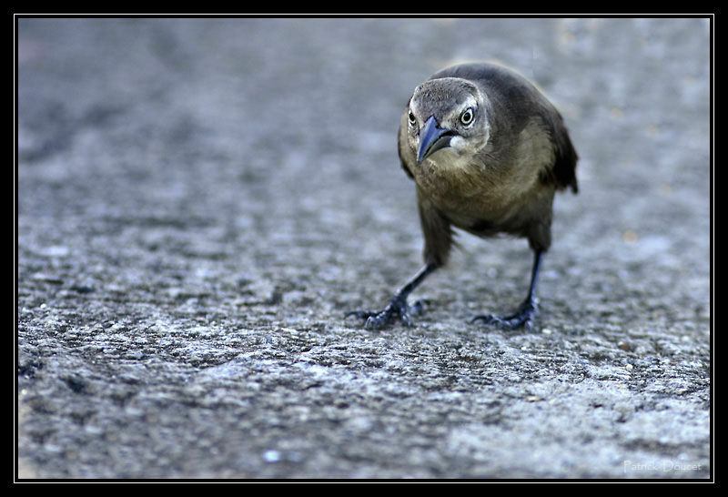 Carib Grackle female