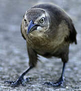 Carib Grackle