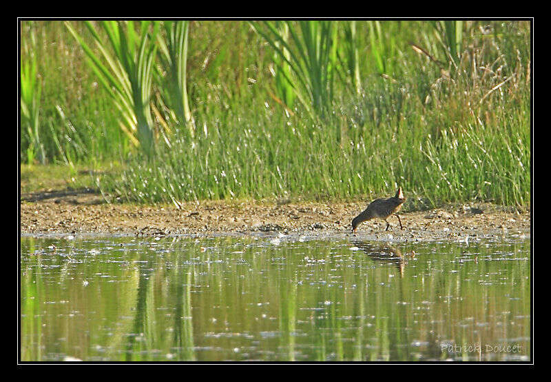 Water Railjuvenile