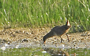 Water Rail