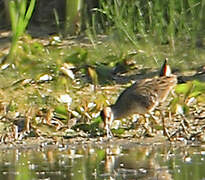 Water Rail