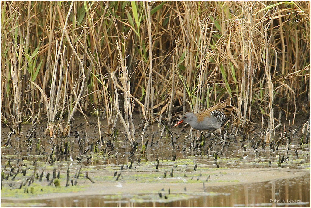 Water Rail