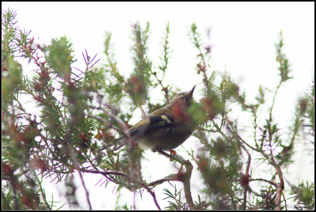 Madeira Firecrest