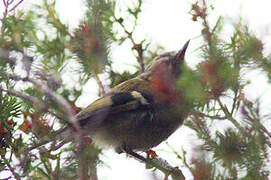 Madeira Firecrest