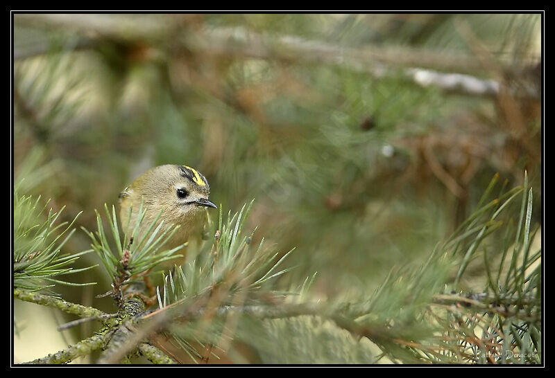 Goldcrest