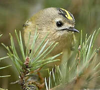 Goldcrest