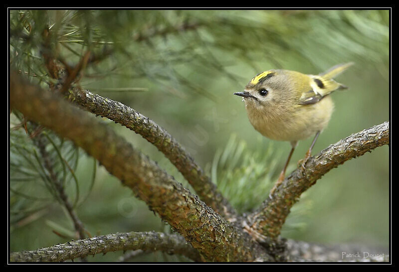 Goldcrest