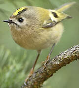 Goldcrest