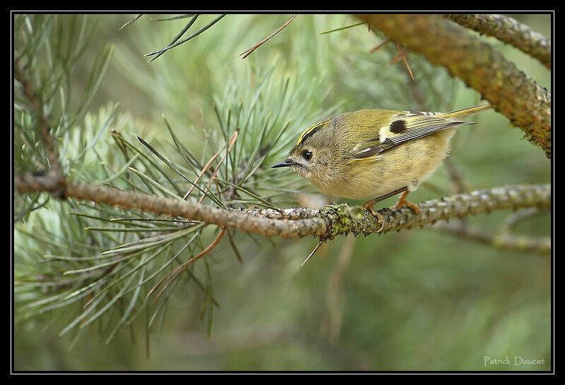 Goldcrest