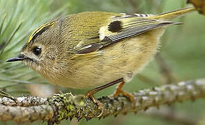 Goldcrest