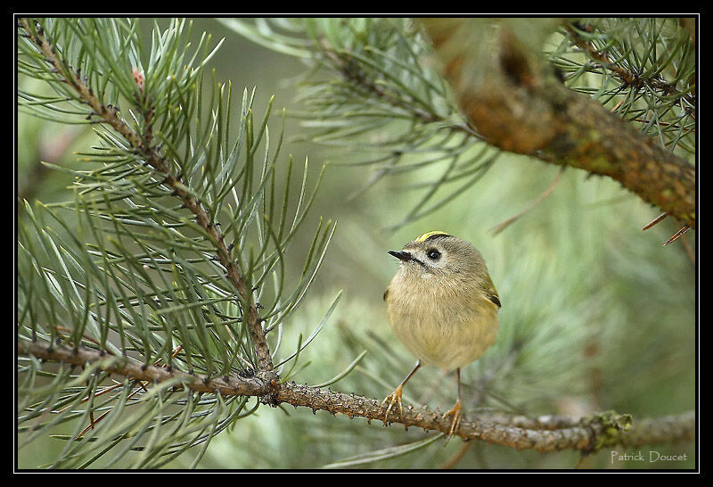 Goldcrest