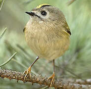 Goldcrest