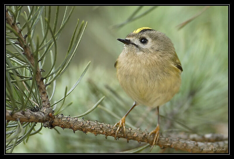 Goldcrest