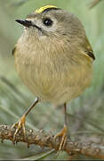 Goldcrest