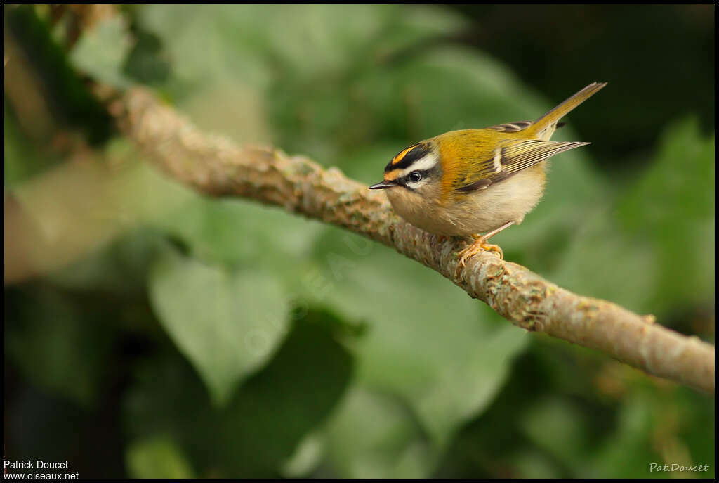 Common Firecrestadult, identification