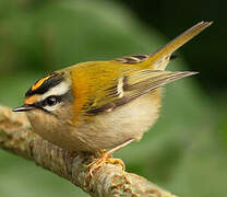 Common Firecrest