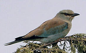 European Roller