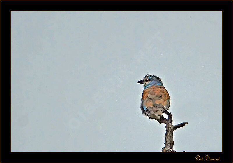 European Roller