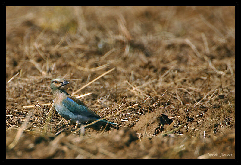 European Roller