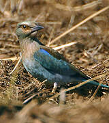 European Roller