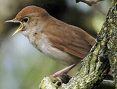 Common Nightingale