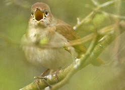 Common Nightingale