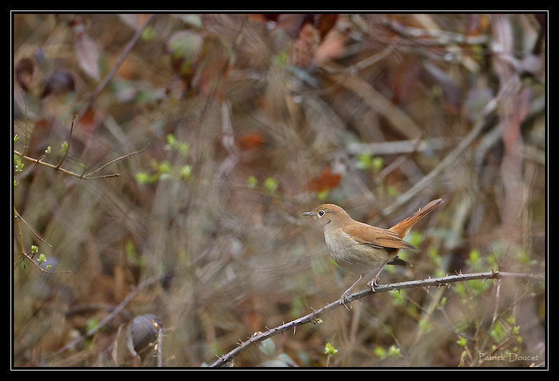 Common Nightingale