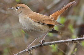 Common Nightingale