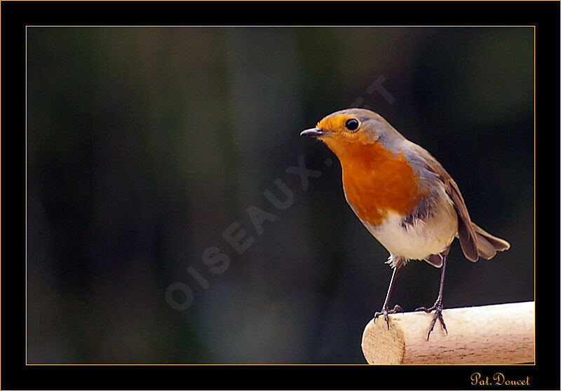 European Robin