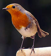 European Robin