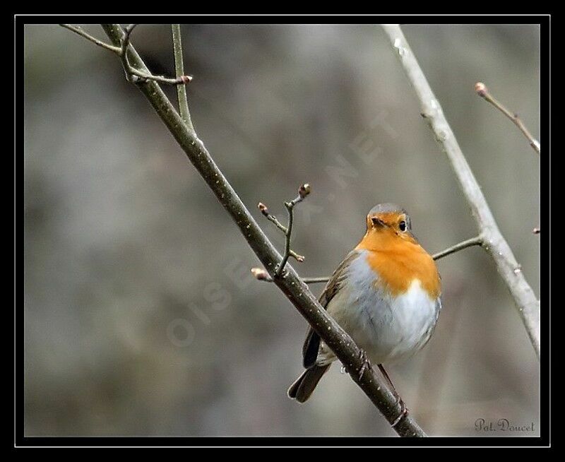 European Robin