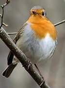 European Robin