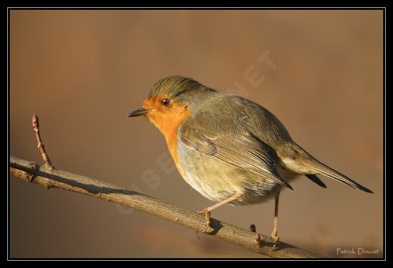 European Robin