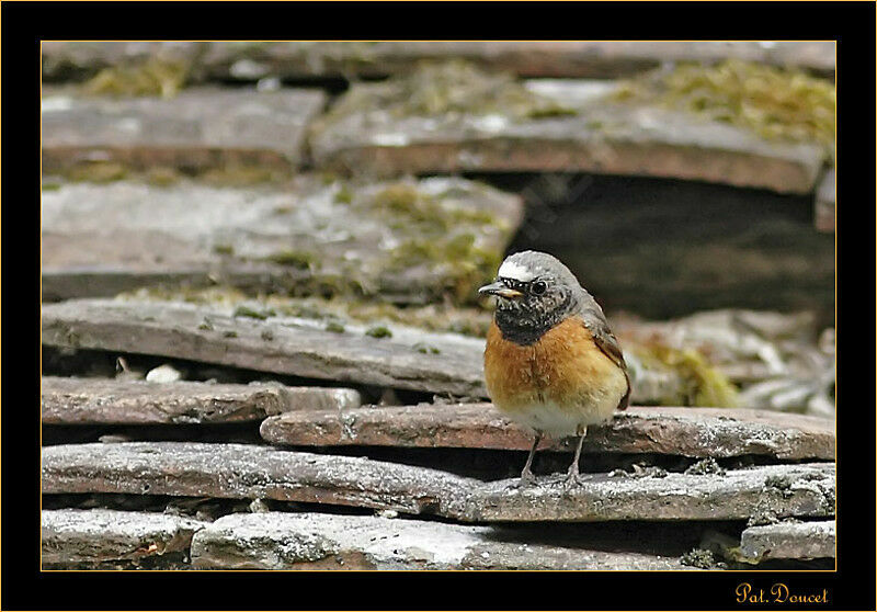 Common Redstart